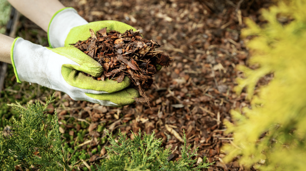 A person putting mulch on a flower bed.