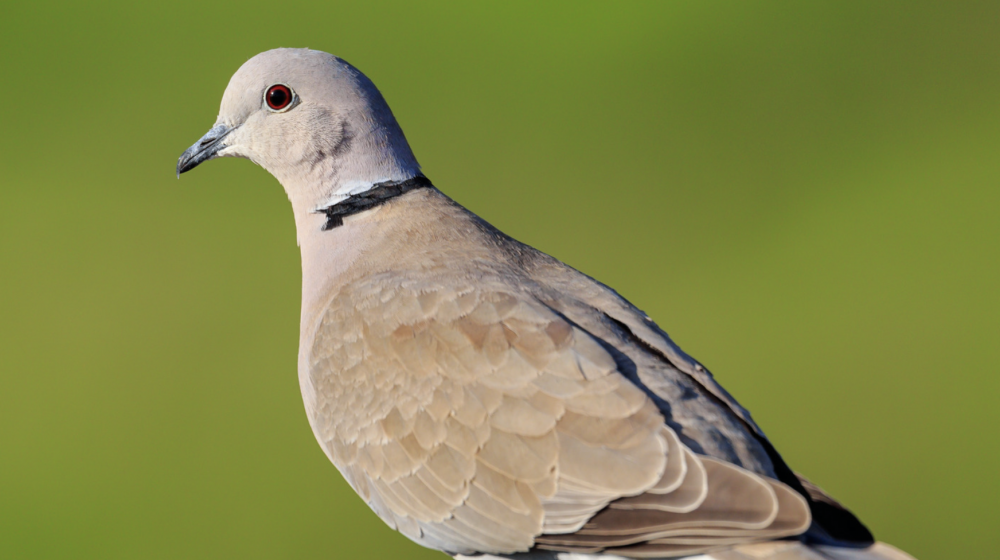 Eurasian Collared Dove