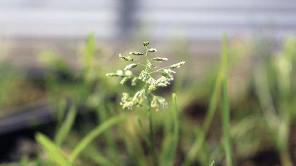 Annual bluegrass weed.