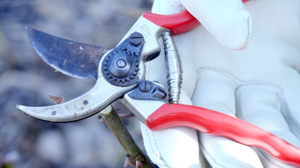 Essential Pruning Tools A closeup of a gloved hand holding a pair of bypass pruning shears.