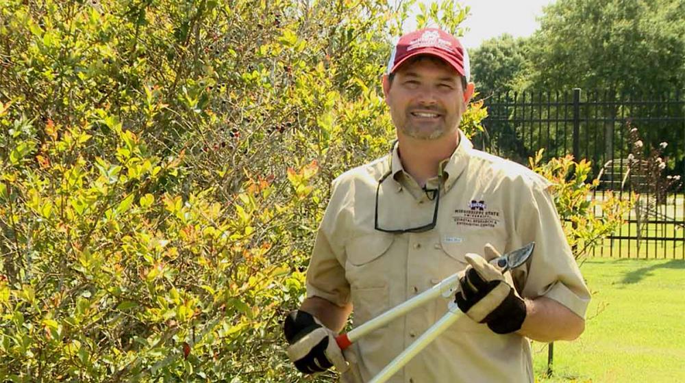 A man holds pruning loppers as he stands next to a tall blueberry bush. 