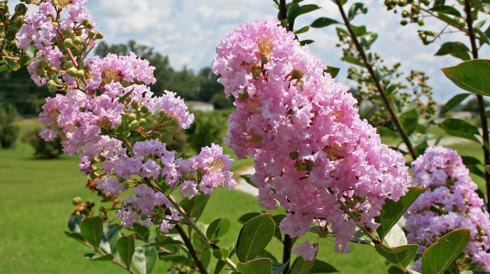 Bright pink flowers in full bloom on a crape myrtle tree on a partly cloudy day.