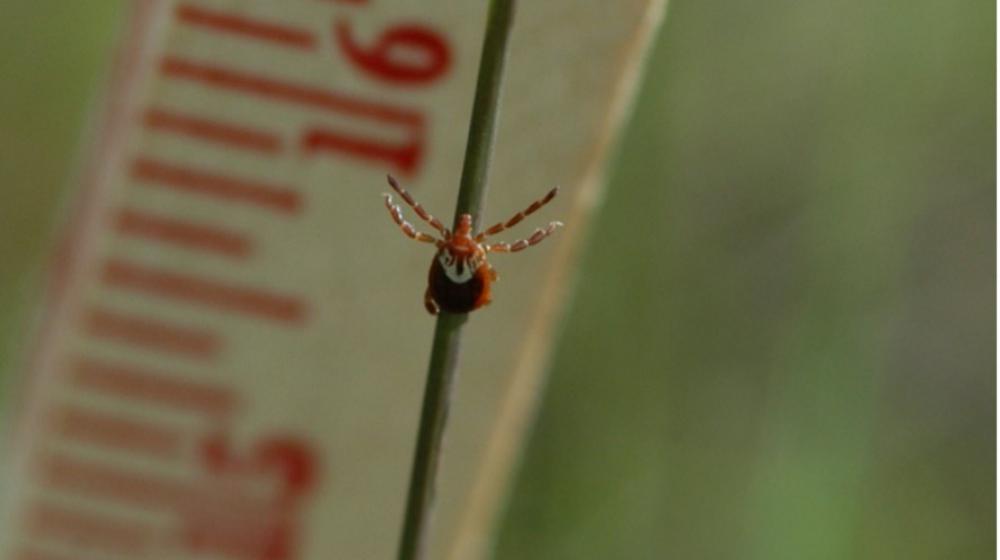 Tick