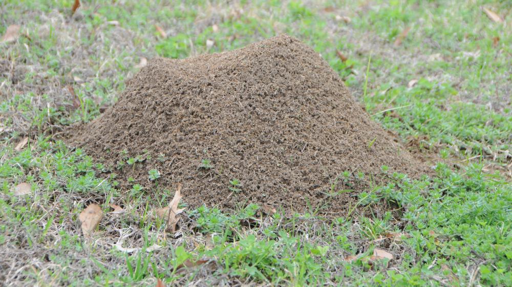 Fire ant mound