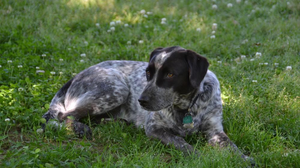 A dog lies on the grass in the shade.