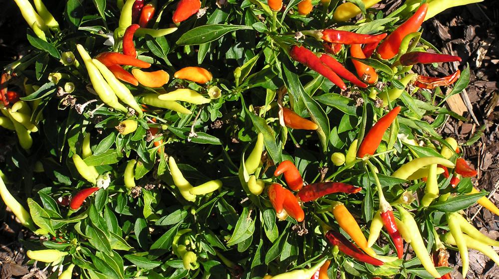 A pepper plant is shown in the garden.