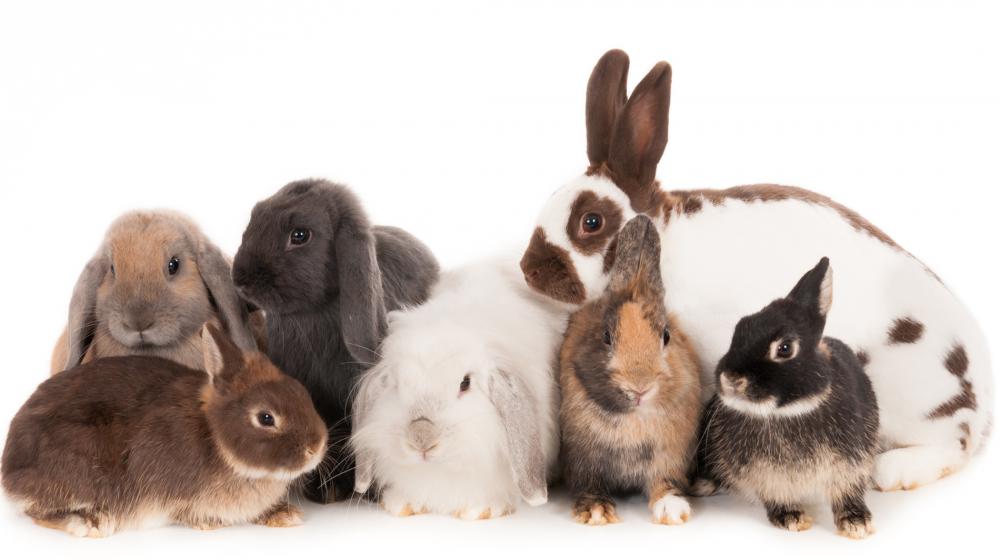 A group of seven rabbits from different breeds.