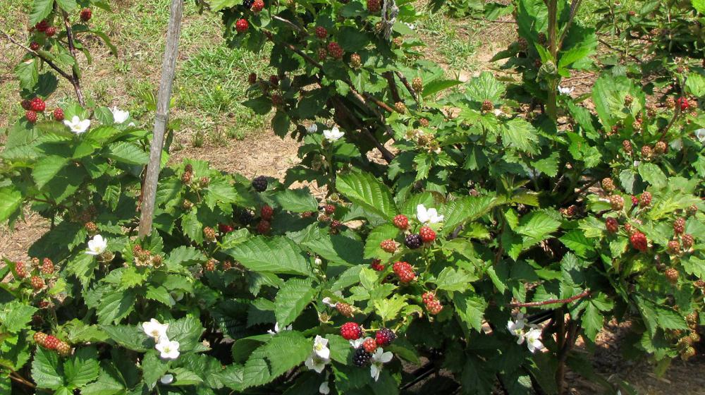 Blackberries growing.