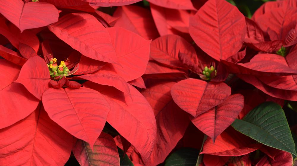 Red poinsettias 