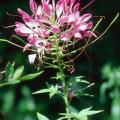 Cleome can be planted from young transplants or direct seeded in warm spring soil.