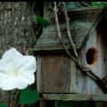 Any bird would love a home decorated with the Giant White moonflower.