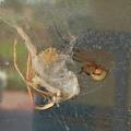 Brown Widow spiders, such as this one located beside a window near the Mississippi Gulf Coast in late July, produce "spiny" egg masses that look like the fruit from a sweetgum tree. Newly arrived in Mississippi from Florida, these spiders are venomous, like their cousin the Black Widow. See larger view. (Photo by David Held, MSU Coastal Research and Extension Center)