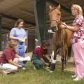 An injured mare has her leg wrapped as part of her medical treatment by, from left, large animal technicians Becky Harrison, Dana Miller, Terri Snead and Linda Jackson. (Photo by Tom Thompson)