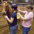 Mississippi State University equestrian team member Megan Dorris, left, steadies her mount while coach Molly Nicodemus pins on her number before an equitation demonstration. (Photo by Marco Nicovich)