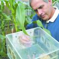 Mississippi State University entomology alumnus Joe Lewis conducted research with parasitic wasps as part of a cooperative United States Department of Agriculture-Agricultural Research Service project to investigate plant response to insect attacks. (Photo courtesy of Tifton Gazette, Georgia/Paula Stuhr)