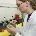 MSU biochemistry major Erika Knott prepares a slide for examination under the microscope. Knott spent her summer studying products that occur in the environment as TNT breaks down. (Photo by Marco Nicovich)