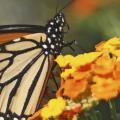 Scientists have discovered that butterflies do a lot more than just pollinate plants. Conserving the butterfly population by increasing their habitats benefits food production and the ecosystem. (Photo by Kat Lawrence)