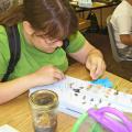 Deanna Lyle, of Aberdeen, uses pins and a spreading board to dry specimens for her insect collection. Lyle, who plans to be an entomologist, attended Mississippi State University's annual 4-H Entomology and Horticulture Camp in 2008. (Photo by MSU Wildlife and Fisheries/John Guyton)