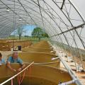 MSU doctoral student Erica Schlickeisen, left, and her major professor, aquatic ecologist Eric Dibble, prepare to sample plants in one of the tanks at the mesocosm on MSU's South Farm. (Photo by MSU Department of Wildlife and Fisheries/Sandor Dibble)