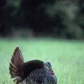 Mississippi State University researchers are exploring factors that help explain the difference in peak gobbling activity between the northern and southern portions of Mississippi. (Photo by Steve Gulledge)