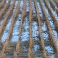 Excessive fall rains have saturated 91 percent of the state's soil, leaving many crops stranded and wasting in fields too wet for harvest equipment to enter. Water stands between most rows of this soybean field in western Lowndes County. (Photo by Scott Corey)