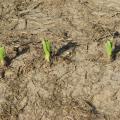 Strong winds damaged about 200 acres of young corn stalks in a field on Eagle Bend Road in Yazoo County on April 24. Extension agronomists expect these plants to recover for the 2010 season. (Photo by Phillip Vandevere/MSU Extension Service)