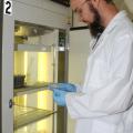 Daniel Barnes, a doctoral student at Mississippi State University, is trying to genetically modify castor seed so it can be grown				safely for commercial oil production in Mississippi. Here he checks the status of	 castor embryonic tissue involved in his experiments.