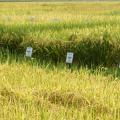 Mississippi State University's Delta Research and Extension Center is one of five rice-producing organizations participating in the Uniform Regional Rice Nursery, a rice research cooperative. (Photograph by DREC Communications/Rebekah Ray).