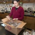 Clarissa Balbalian receives a box of nematode samples sent to the MSU Extension Service Plant Diagnostic Lab for evaluation. A proposed management strategy accompanies each set of test results. (Photo by MSU Ag Communications/Scott Corey)