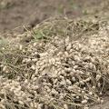 More Mississippi producers are growing peanuts as global demand remains steady and new marketing opportunities open up in the state. (File photo by MSU Ag Communications/Kat Lawrence)