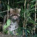 Staff at the Animal Emergency Referral Center in Flowood recently operated on a fishing cat from the Jackson Zoo. Native to South Asia, the fishing cat is an endangered exotic cat about the size of a bobcat. (Photo submitted by The Jackson Zoo)