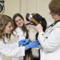 Chelsea McIntosh takes a blood sample from a patient with assistance from Sandra Bulla and Dr. Kari Lunsford. Scientists at Mississippi State University's College of Veterinary Medicine are studying the role of platelets in diagnosing canine cancer. (Photo by MSU College of Veterinary Medicine/Tom Thompson)