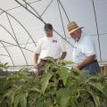 Mississippi State University Extension Service agent Jim McAdory and Choctaw Fresh Produce general manager Dick Hoy check plants at the high tunnels near Conehatta Elementary. (Photo by MSU Ag Communications/Kat Lawrence)