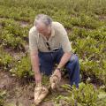 Wayne Ebelhar, a researcher with the Mississippi Agricultural and Forestry Experiment Station, compares on July 16, 2013, an energy beet planted at the Mississippi State University Delta Research and Extension Center last September with one planted in March to see the size differences. Researchers are establishing the growth and profit potential for this bioenergy source most commonly grown across the Northern Plains. (Photo by MSU Ag Communications/Linda Breazeale)