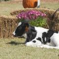 Holstein calves are among of the tourist attractions at Ard's Dairy Farm in Lincoln County. Other agritourism opportunities on this working dairy farm include an operational milking parlor, a corn maze, a playground and a barrel train. (MSU Ag Communications File Photo/Kat Lawrence)