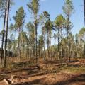 Mississippi State University scientists are creating a 550-acre demonstration forest in Oktibbeha County by thinning timber to different densities. This section has been thinned to create bobwhite quail habitat. (Photo courtesy of Misty Booth)