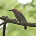 A red-bellied woodpecker may help unlock secrets to improve football helmet design. (Photo by MSU Ag Communications/Kat Lawrence)