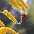 Whether kids calculate the angles on a spider web or draw in a nature notebook, opportunities to study nature and enjoy the great outdoors this summer abound. (Photo courtesy of Marina Denny)