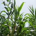 Corn acreage is down in Mississippi this year, but the other major row crops saw increases. This field was photographed July 1, 2014, at Mississippi State University's R.R. Foil Plant Science Research Center in Starkville, Mississippi. (Photo by MSU Ag Communications/Kat Lawrence)