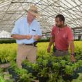 Blake Layton, entomologist with the Mississippi State University Extension Service (left), and Nick Terkanian of the Natchez Trace Greenhouses in Kosciusko, Mississippi, examine Red Missile peppers for swirski-mites on Aug. 19, 2014. (Photo by MSU Ag Communications/Linda Breazeale)