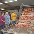 Mississippi State University students in the Department of Food Science, Nutrition and Health Promotion (from left) Morgan Von Staden, Hanna Olstad and Andrew Moorhead observe the washing process on a sweet potato packing line Sept. 5, 2014, in Vardaman, Mississippi. (Photo by MSU Ag Communications/Kat Lawrence)