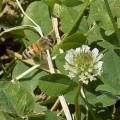 A bee feeds on clover in the pollinator project garden at the Mississippi State University R.R. Foil Plant Science Research Center in Starkville June 16, 2015. (Photo by Kevin Hudson/MSU Ag Communications)