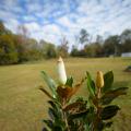 Upturned magnolia leaves stretch to the blue sky speckled with white clouds.