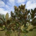 Close-up of small magnolia tree with glossy green leaves. (Photo by Kevin Hudson)