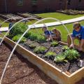Six children, all dressed in blue T-shirts and slacks, bend over a raised bed garden with growing cabbages and tomatoes.