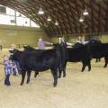 young males and females of various ages with black Angus heifers in livestock show