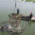 A catfish net rises in the foreground with 2 men standing on a boat in back.