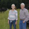 A man and woman standing in a grassy field in front of cattle.