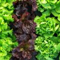 Green and purple lettuce.