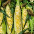 Ears of Corn